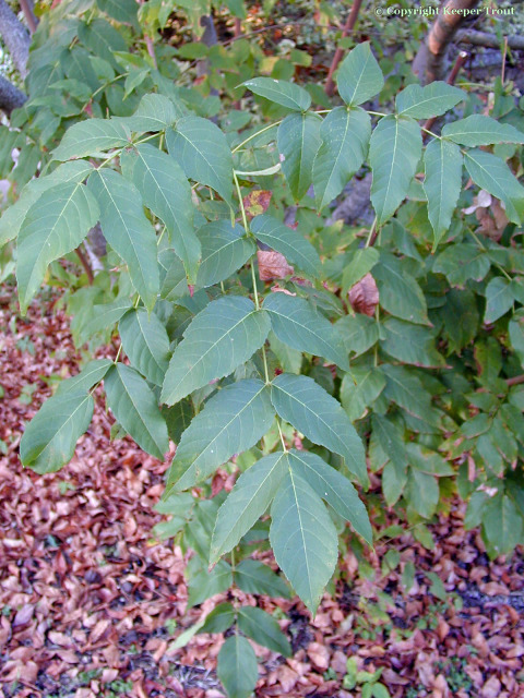 Ungnadia speciosa leaves