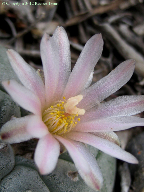Lophophora-williamsii-flower-JimHoggCounty