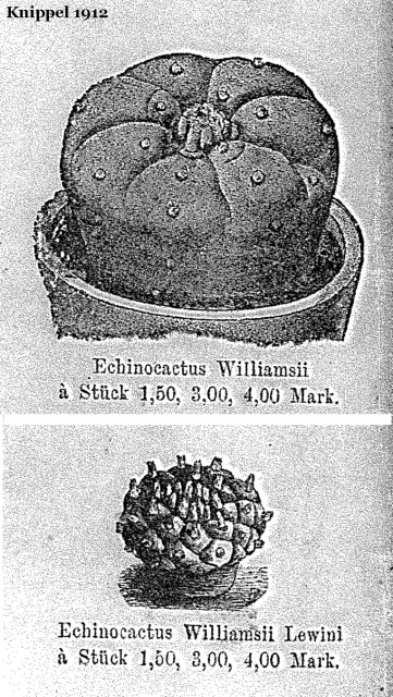 Knippel-1912-Echinocactus-2