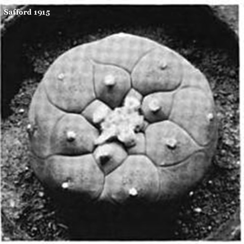 Lophophora-diffusa-safford-1915