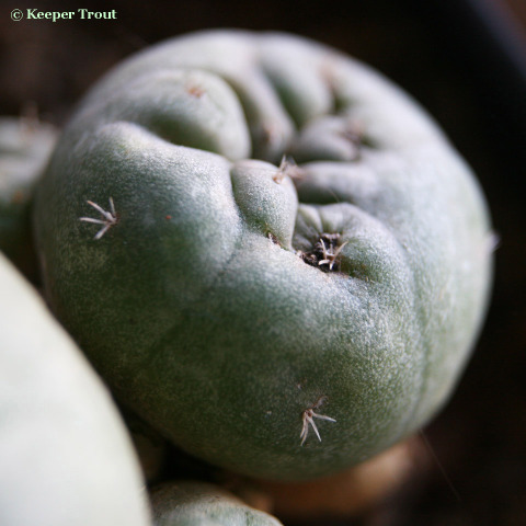 Lophophora-jourdaniana_aa