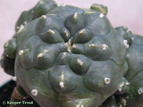 Lophophora-jourdaniana_e