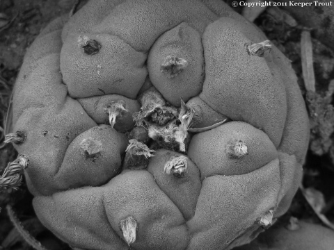 lewinii: Lophophora-williamsii-echinata-Terrell-2011-greyscale