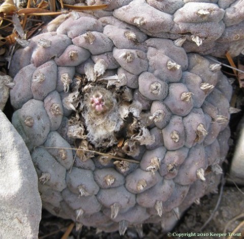 opening: Cold stressed Lophophora williamsii echinata in Val Verde County, Tx