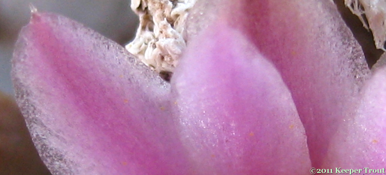 Lophophora williamsii echinata flower in WestTexas; petals closer