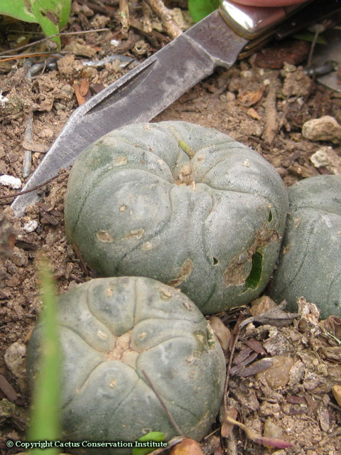 Lophophora-williamsii-threatened-by-knife