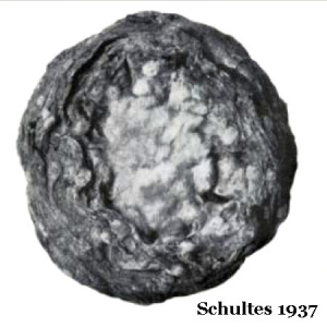 Schultes_1937_peyotebutton