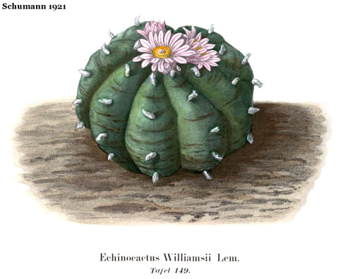 Schumann-1921-Echinocactus-williamsii