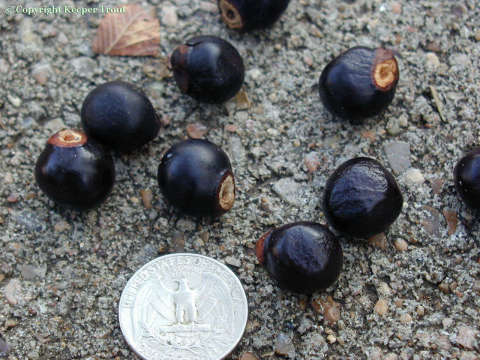 archaic: Ungnadia speciosa seeds