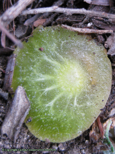 a cut peyote