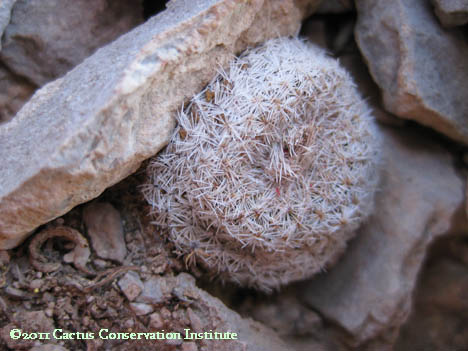 Epithelantha micromeris in Presidio CountyEpithelantha micromeris in Presidio County