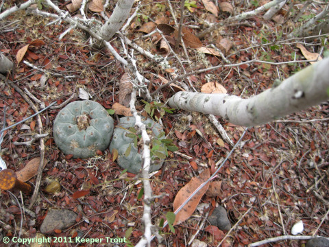 Acacia rigidula in Jim Hogg County