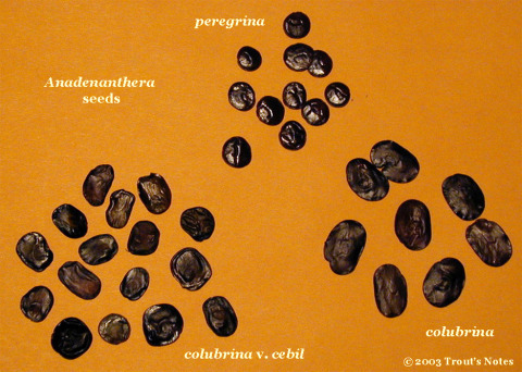 Anadenanthera_seeds_compared