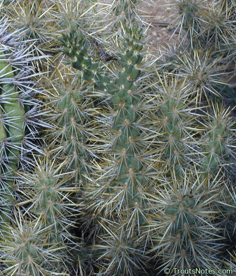 Cylindropuntia-aff-echinocarpa