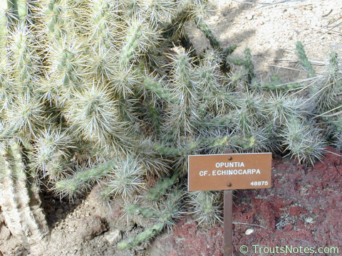 Cylindropuntia-cf-echinocarpa-HBG-plant