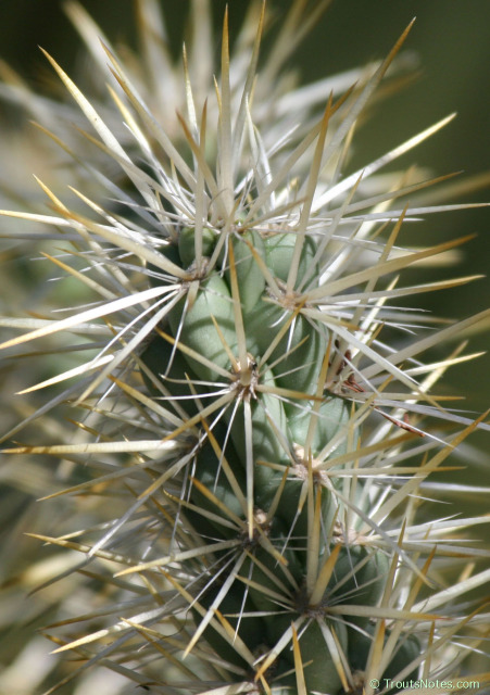 Cylindropuntia-cf-echinocarpa-HBG-tip