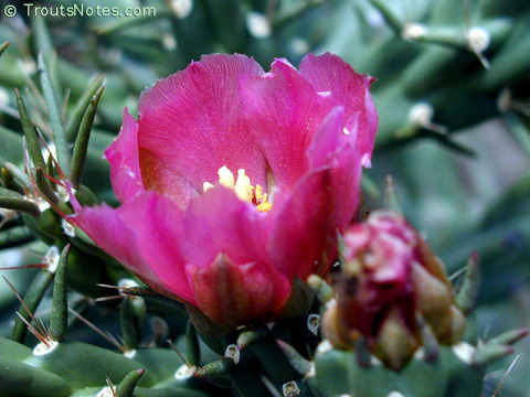 Cylindropuntia-imbricata-flower