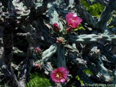 Cylindropuntia-imbricata-flowering