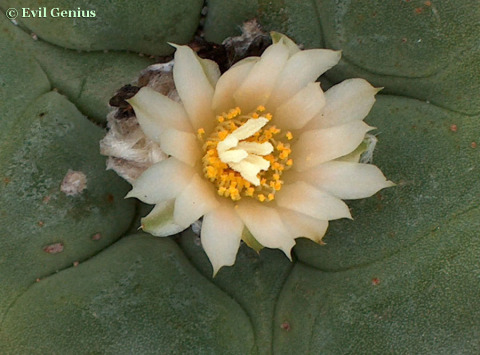 Lophophora-diffusa-flower-EvilGenius