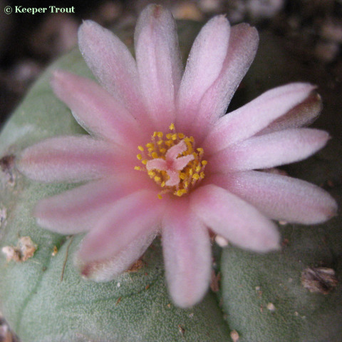 Lophophora-fricii-ParrasdelaFuente-Coahuila-flowering-c