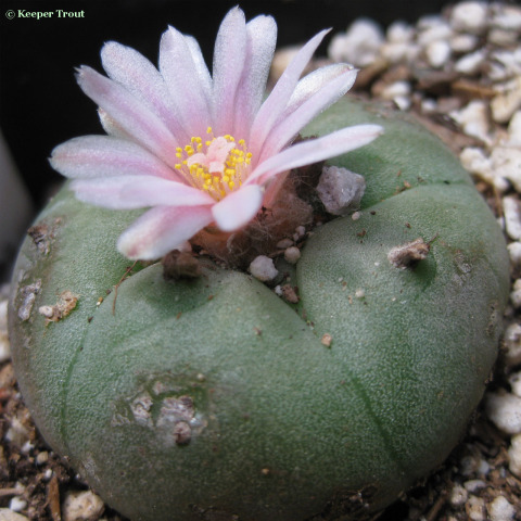 Lophophora-fricii-ParrasdelaFuente-Coahuila-flowering-d