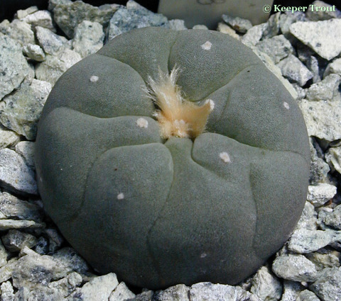 Lophophora-fricii-seedling