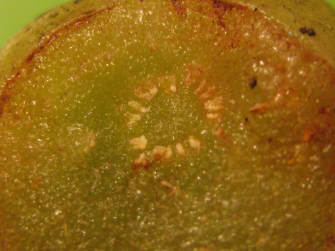 cross section of a stem