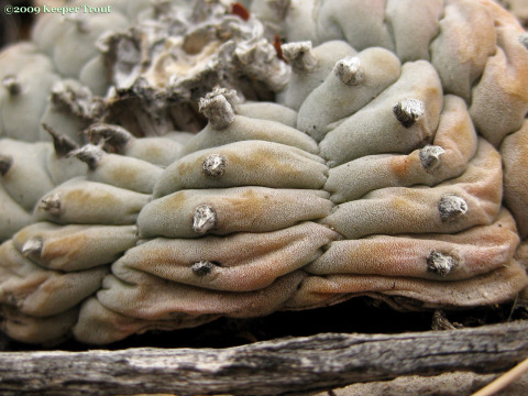 Lophophora-williamsii-WestTexas-dehydrated-ribbing-2009