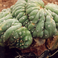 Lophophora williamsii crest Photo by Anonymous