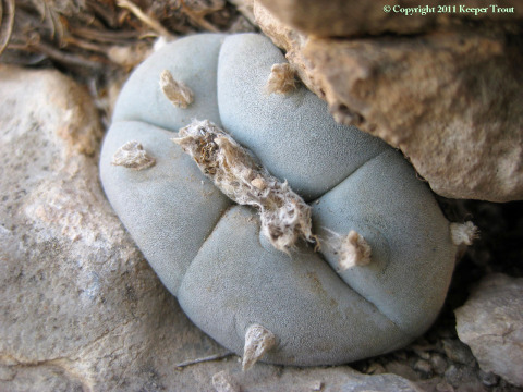 Lophophora-williamsii-echinata-PresidioCo-2011-9439