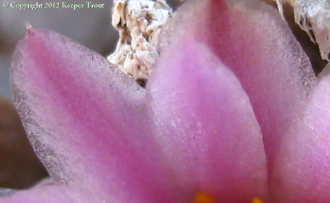 Lophophora-williamsii-flower-WestTexas-petalclose