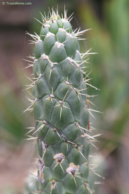 Opuntia-cylindrica-Strybig-2006-3106