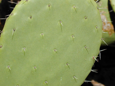 Opuntia-ficus-indica-padcloser