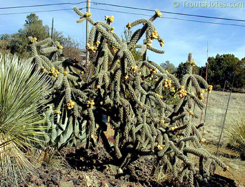 Opuntia-imbricata-SC-plant