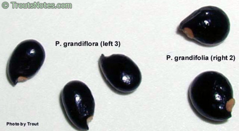 Pereskia-grandiflora-seeds