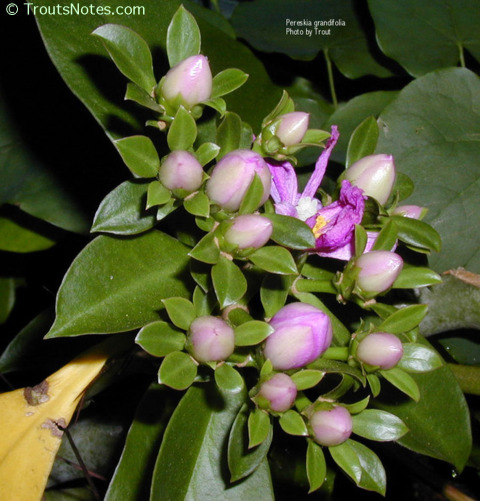 Pereskia-grandifolia_flower-buds