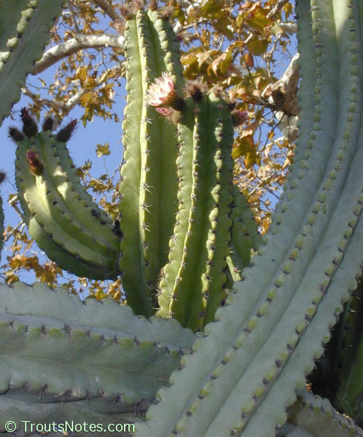 Polaskia Trout's Notes