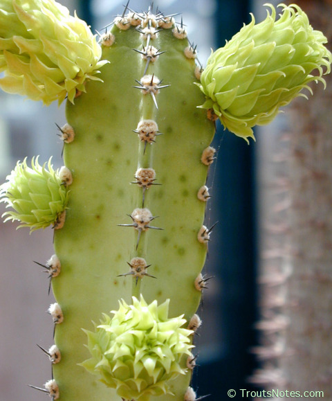 Pterocereus-gaumeri_flowerbuds