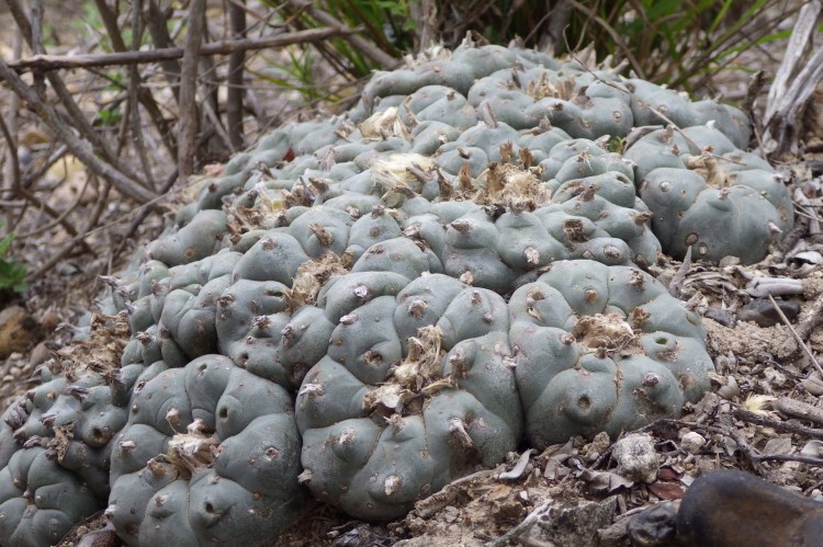 A close-up of a blooming Lophophora cactus, its delicate white petals unfurling against a backdrop of arid soil.
