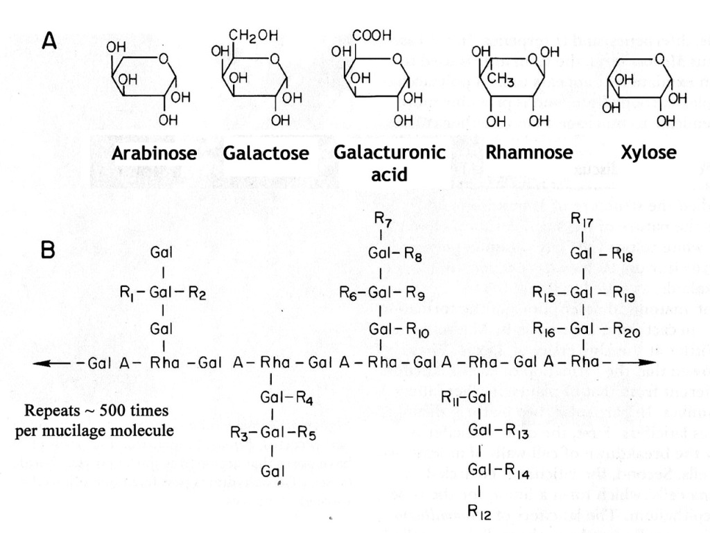 mucilage-illustration