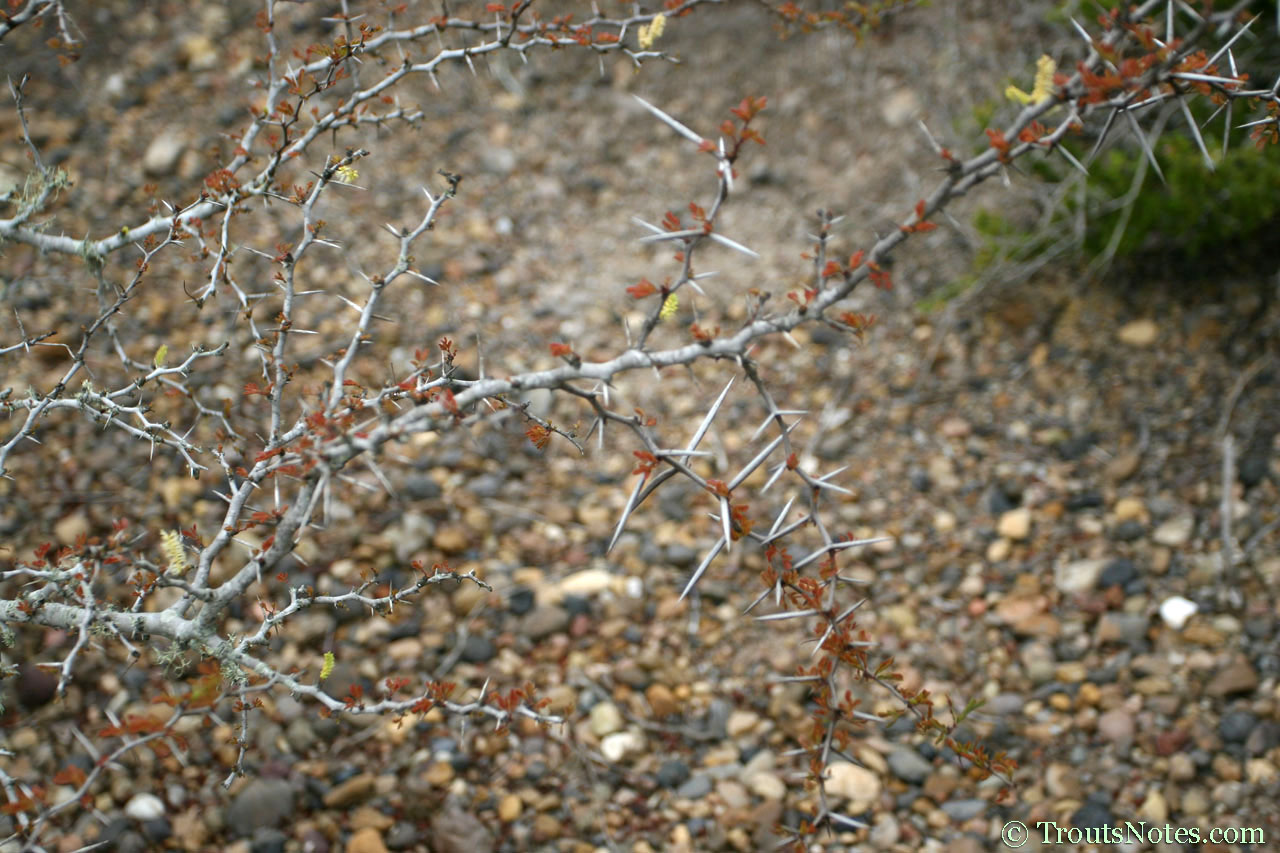 Acacia rigidula in Jim Hogg County