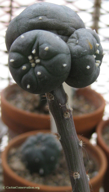 Pereskiopsis-Lophophora-graft-02