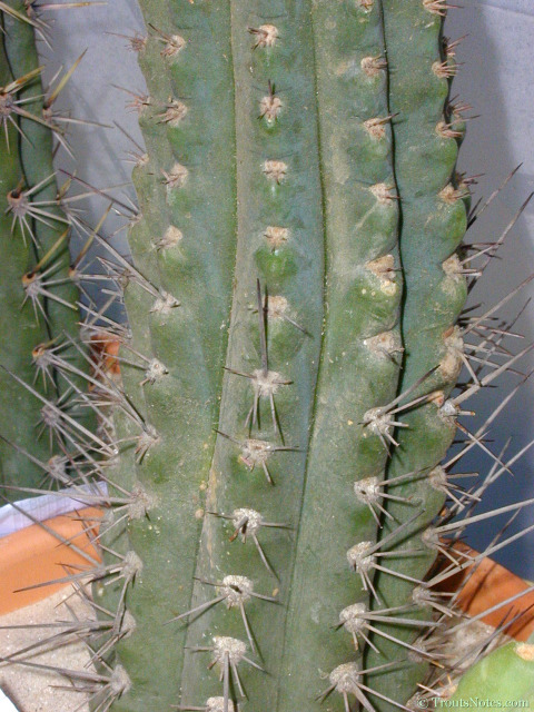 Cutting of Trichocereus tulhuayensis obtained from Knize in 2000 