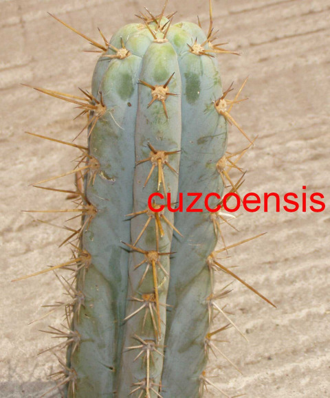 This is NOT cuzcoensis