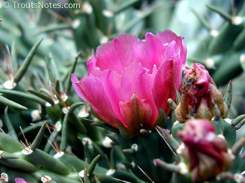 Cylindropuntia-imbricata-flower-2