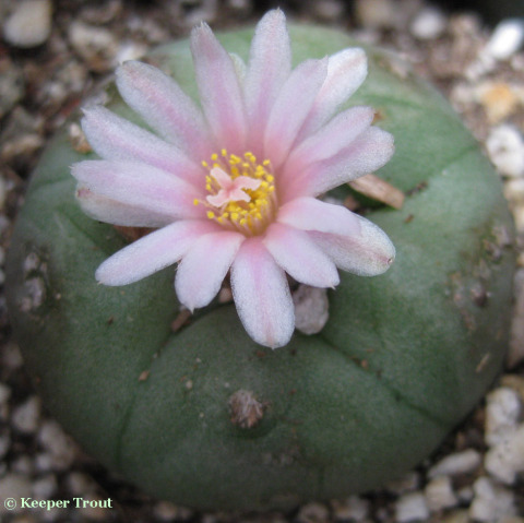 Lophophora-fricii-ParrasdelaFuente-Coahuila-flowering-e