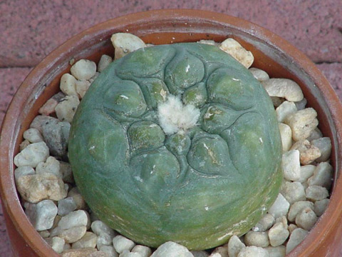 Lophophora-hybrid-form-Anynymous-a