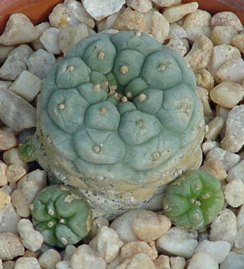 Lophophora-hybrid-form-Anynymous-b