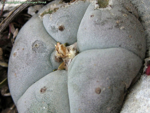 Lophophora-williamsii-echinata-LTR-7