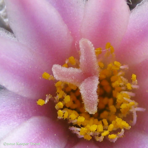 Lophophora-williamsii-echinata-flower-close